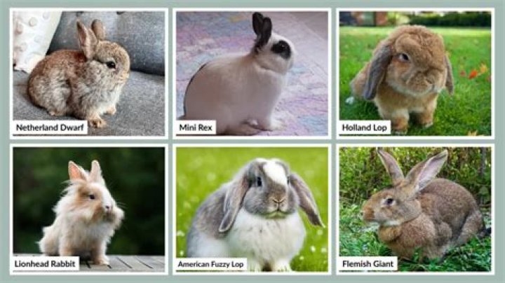 Uncover The Secrets Of Vietnamese Bunny Lifespan: A Journey Of Discovery